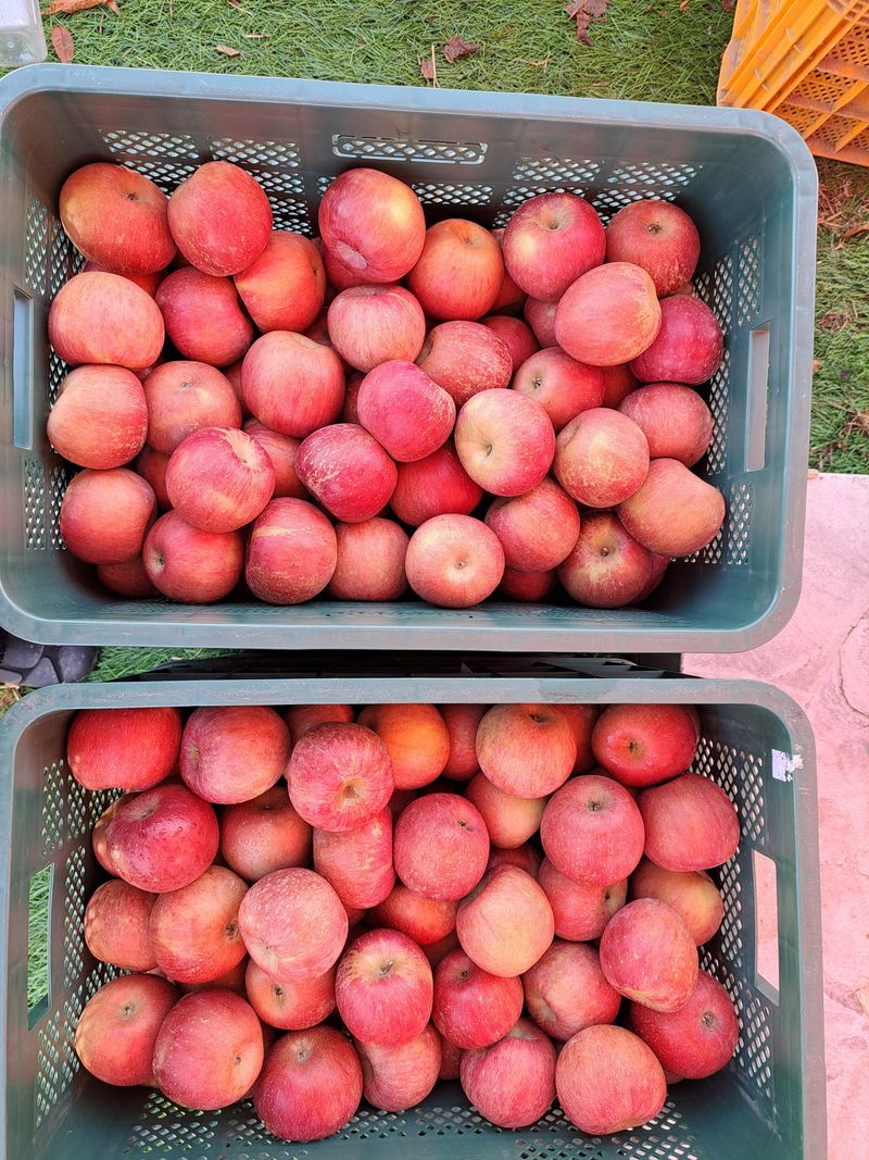 박수정님의 장터 판매 상품 [못난이4.5키로22-26개] 첨부 사진