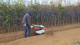 서울농원묘목님의 자유주제 · 자유게시판 작성글 사진