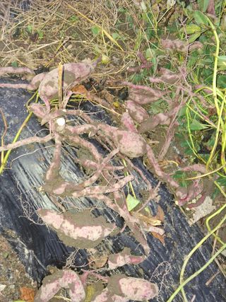 엄순모사선대농장님의 자유주제 · 자유게시판 작성글 사진