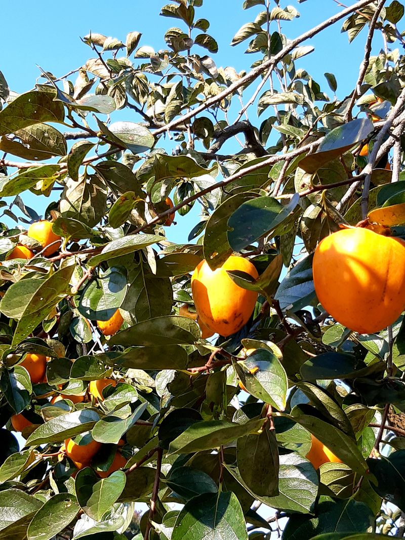 최도석님의 장터 판매 상품 [대봉감(홍시용)8kg 27개내외] 첨부 사진