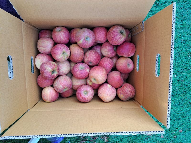 박수정님의 장터 판매 상품 [못난이4.5키로22-26개] 첨부 사진