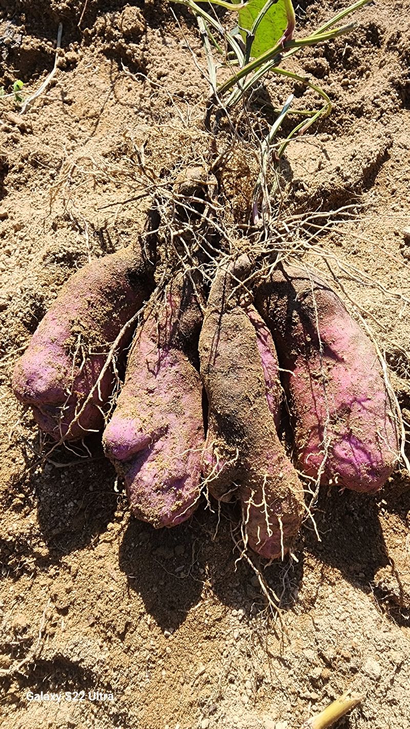 매기소골농장님의 장터 판매 상품 [자색마 2kg] 첨부 사진