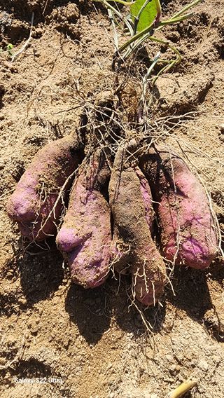 매기소골농장님의 작성글 사진