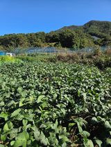 팜모닝 · 게시글 이미지