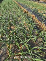 팜모닝 자유주제·자유게시판 게시글 이미지