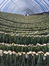 팜모닝 자유주제·자유게시판 게시글 이미지