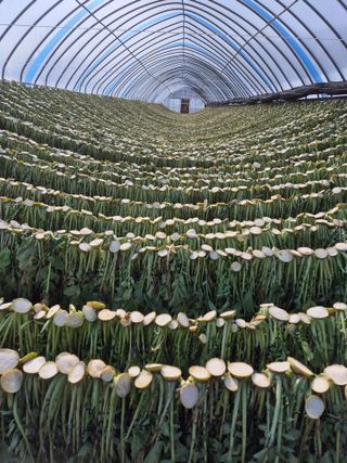 병풍취산채농원님의 자유주제 · 자유게시판 작성글 사진