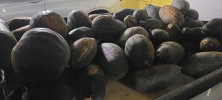 성산리농장(흑염소)님의 자유주제 · 건의해요 작성글 사진