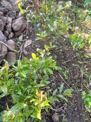 무료지식나눔 팜닥터님의 자유주제 · 자유게시판 작성글 사진