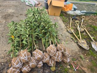 일심묘목농원님의 자유주제 · 자유게시판 작성글 사진