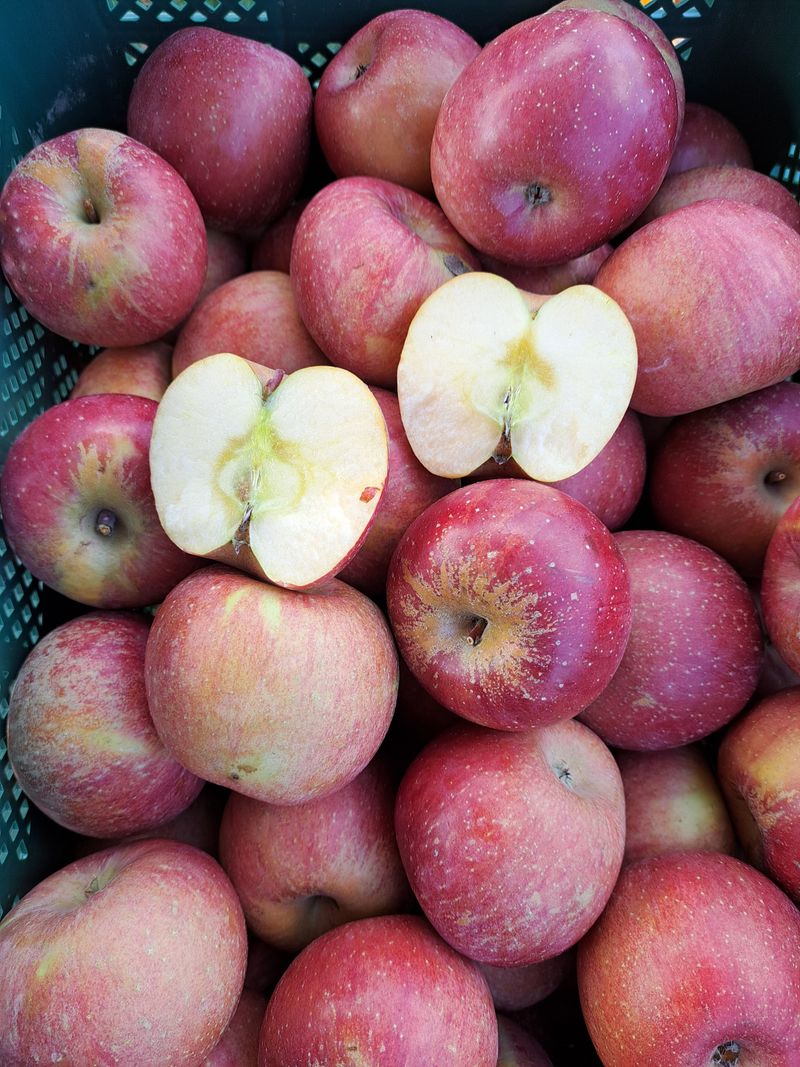 박수정님의 장터 판매 상품 [못난이4.5키로22-26개] 첨부 사진