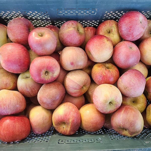 장터 상품 [못난이 부사사과 ] 썸네일