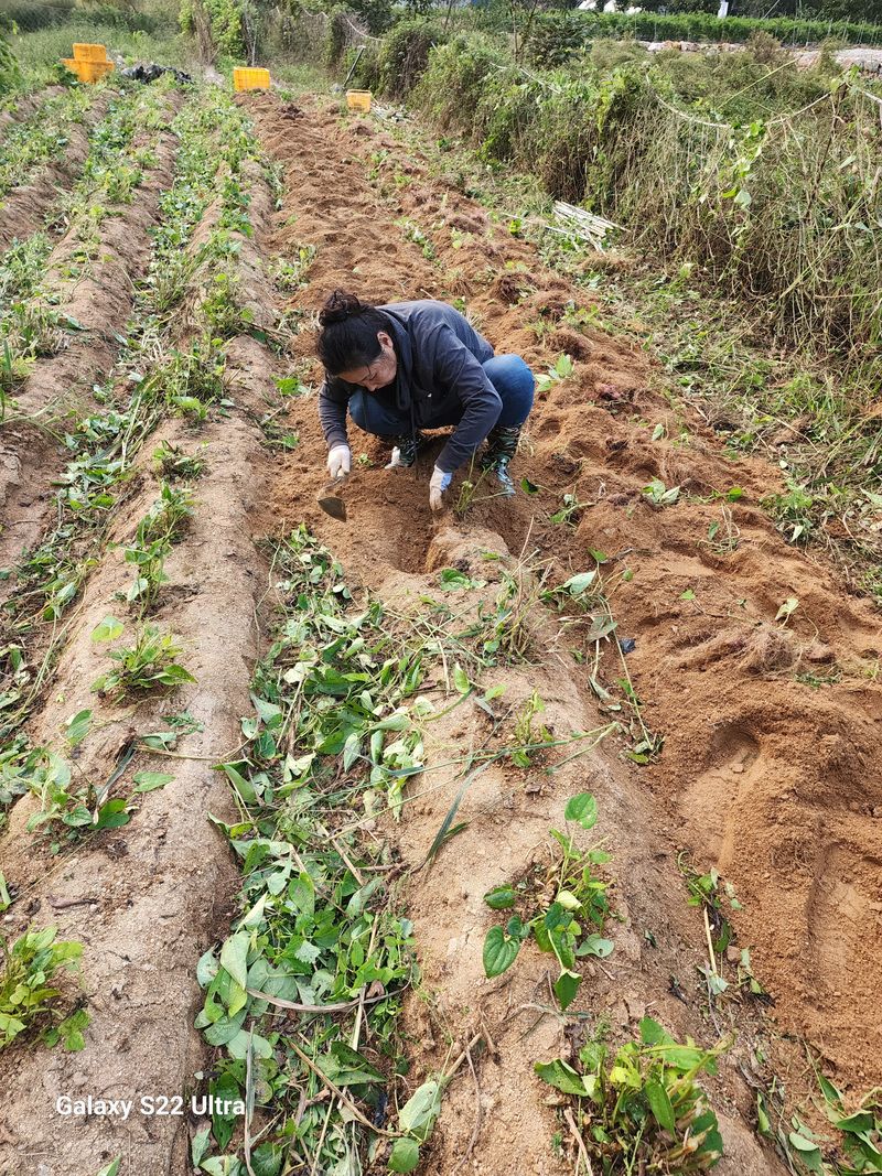 매기소골농장님의 장터 판매 상품 [자색마 2kg] 첨부 사진