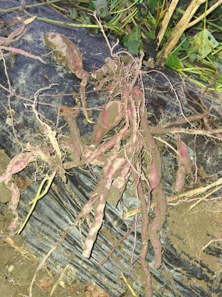 엄순모사선대농장님의 자유주제 · 자유게시판 작성글 사진