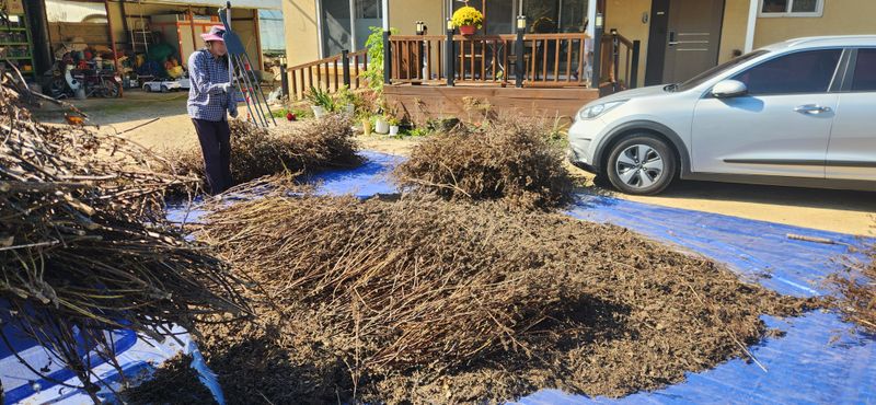 임규성님의 장터 판매 상품 [들깨, 12kg 2말] 첨부 사진