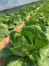 팜모닝 자유주제·자유게시판 게시글 이미지