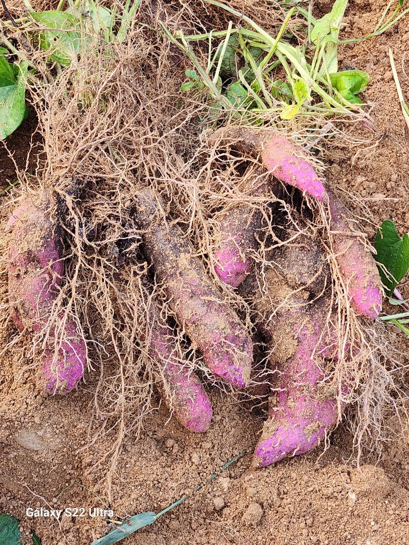 매기소골농장님의 장터 판매 상품 [자색마 2kg] 첨부 사진