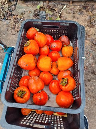 독골농원님의 자유주제 · 자유게시판 작성글 사진