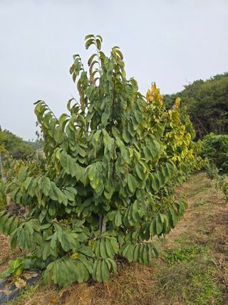 153포포묘목 농장님의 자유주제 · 사진전 작성글 사진