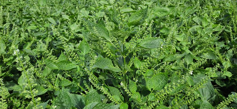 (이랑농장)김재한님의 장터 판매 상품 [이랑농장 착한 (생,저온)들기름 350ml (2병)] 첨부 사진