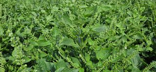 (이랑농장)김재한님의 작성글 사진