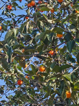 전법님의 자유주제 · 자유게시판 작성글 사진
