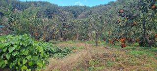 양반님의 자유주제 · 자유게시판 작성글 사진