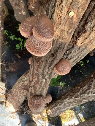 한밭농원님의 자유주제 · 자유게시판 작성글 사진