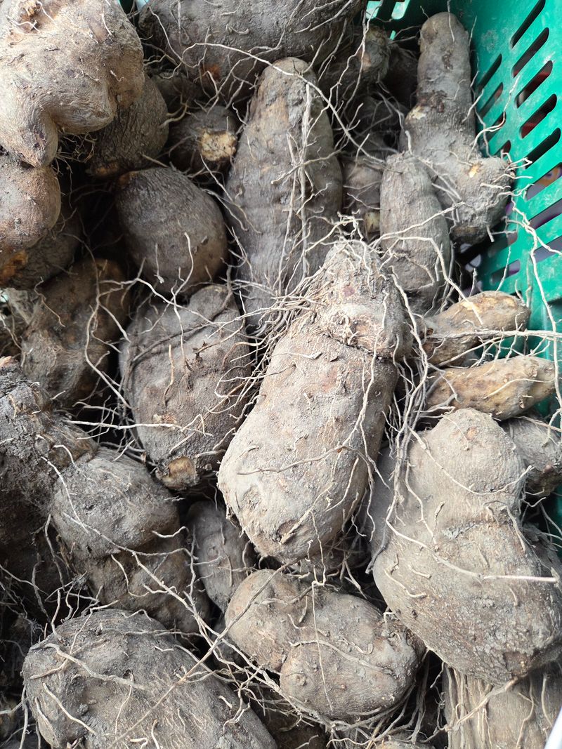 knlee님의 장터 판매 상품 [하늘마ㆍ. 둥근마  1kg ] 첨부 사진