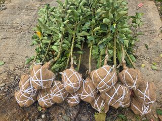 일심묘목농원님의 자유주제 · 자유게시판 작성글 사진