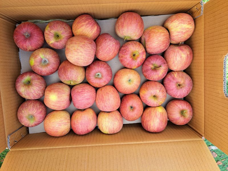 박수정님의 장터 판매 상품 [못난이4.5키로22-26개] 첨부 사진