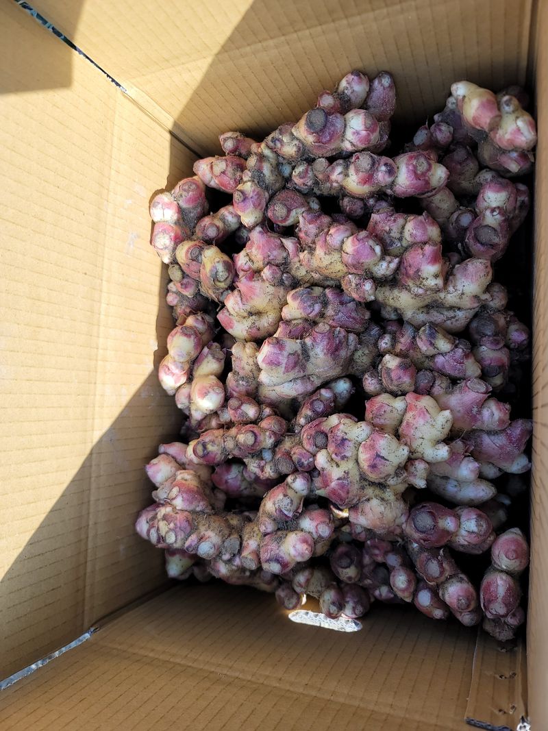 모두애님의 장터 판매 상품 [25년도 햇흙생강10kg] 첨부 사진