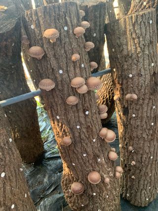 한밭농원님의 자유주제 · 자유게시판 작성글 사진