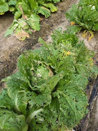 귤19190님의 작성글 사진