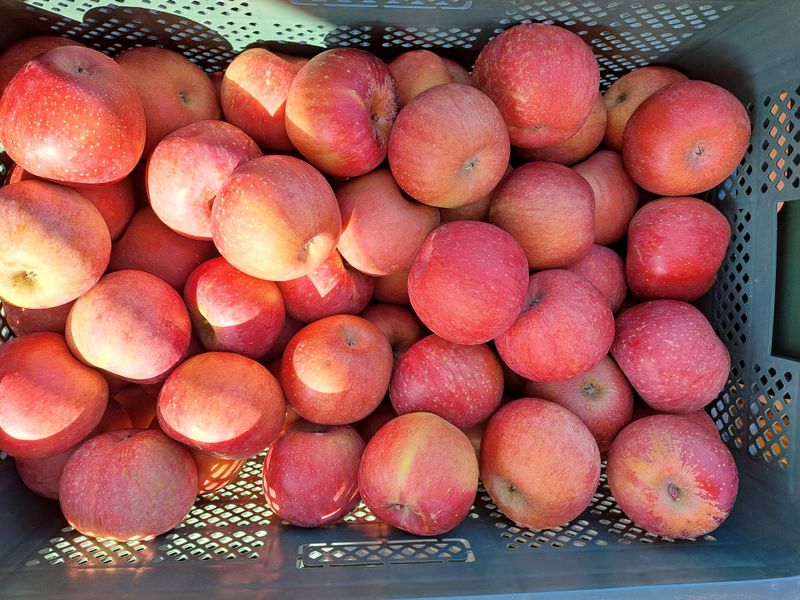 박수정님의 장터 판매 상품 [못난이4.5키로22-26개] 첨부 사진