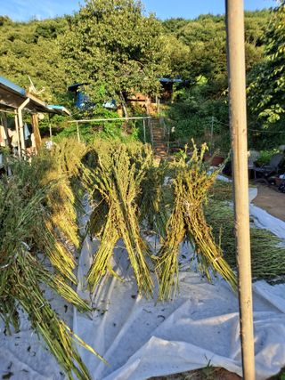 독골농원님의 자유주제 · 자유게시판 작성글 사진