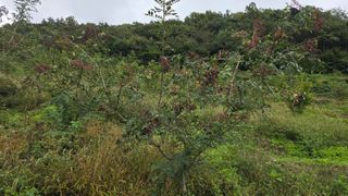 허 동길(길이농장)님의 작성글 사진