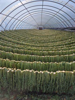 병풍취산채농원님의 자유주제 · 자유게시판 작성글 사진