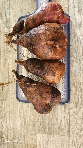 매기소골농장님의 작성글 사진