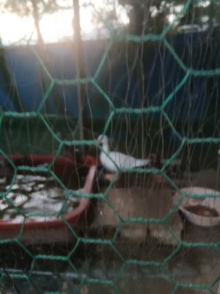 무료지식나눔 팜닥터님의 자유주제 · 자유게시판 작성글 사진