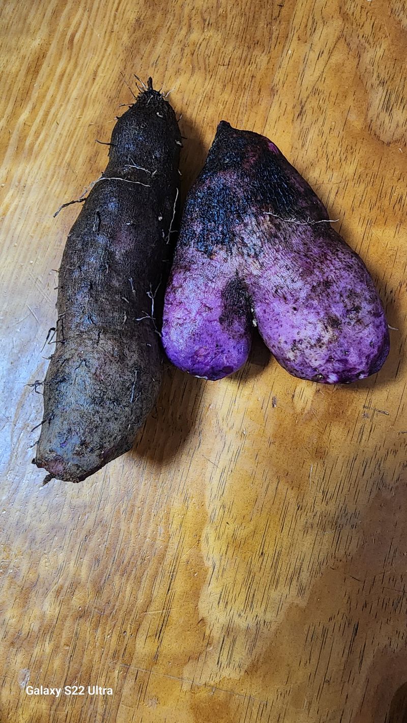 매기소골농장님의 장터 판매 상품 [자색마 2kg] 첨부 사진