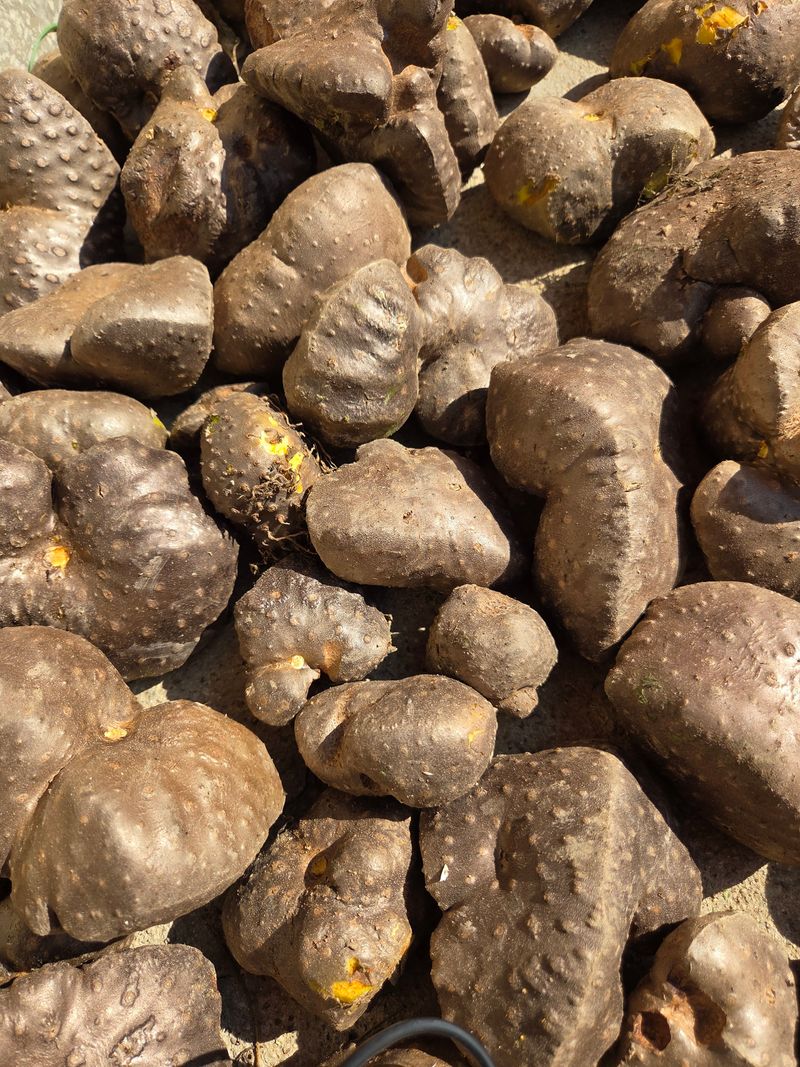 장터 상품 [하늘마ㆍ. 둥근마  1kg ] 썸네일