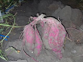 엄순모사선대농장님의 자유주제 · 자유게시판 작성글 사진