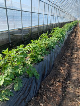 한밭농원님의 자유주제 · 자유게시판 작성글 사진