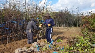 서울농원묘목님의 자유주제 · 자유게시판 작성글 사진