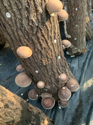 한밭농원님의 자유주제 · 자유게시판 작성글 사진