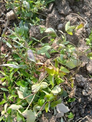 무료지식나눔 팜닥터님의 자유주제 · 자유게시판 작성글 사진