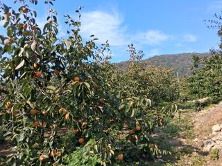 느랫골농장 가족님의 자유주제 · 자유게시판 작성글 사진