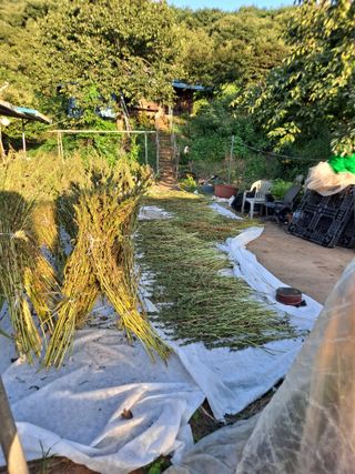 독골농원님의 자유주제 · 자유게시판 작성글 사진