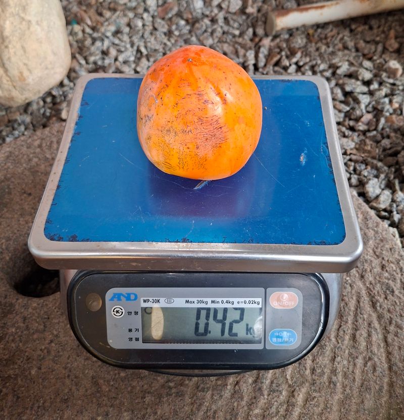 김중언님의 장터 판매 상품 [대봉감(특품, 대과) 10kg] 첨부 사진